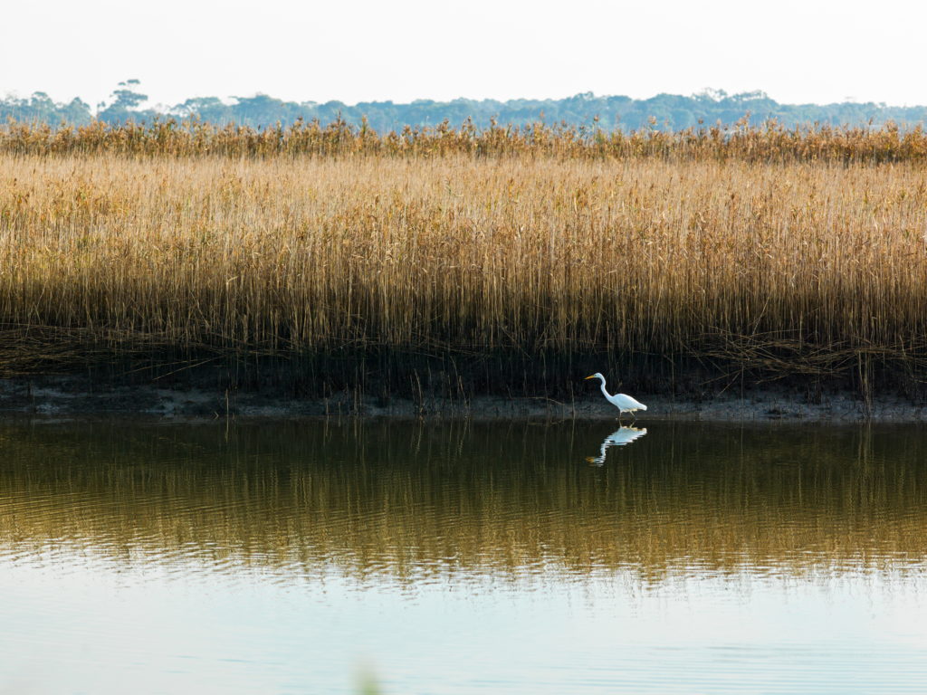 Egret alongside the Tarwin River, near Venus Bay in South Gippsland