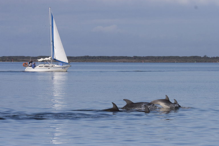 Dolphins playing in the foreground