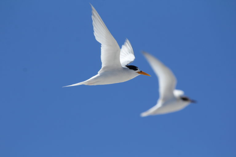 Two terns in flight