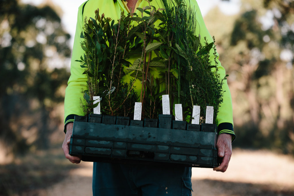 A member of Landcare holding a tray of 25 native plants