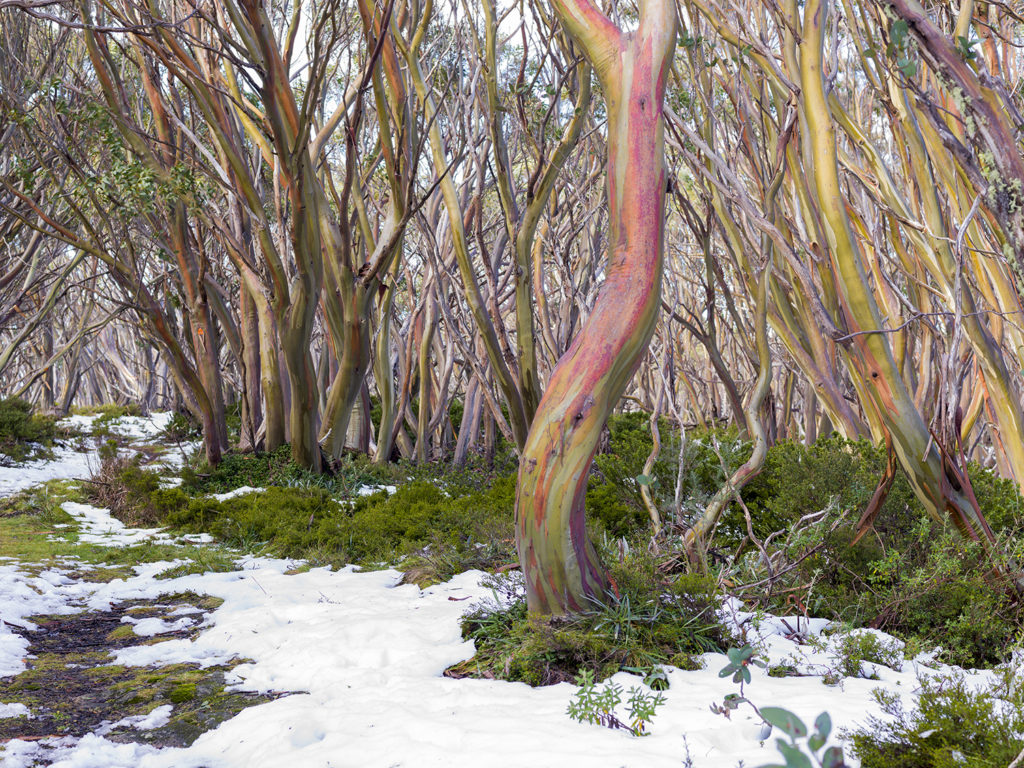 Snow gums and snow at Mt Baw Baw