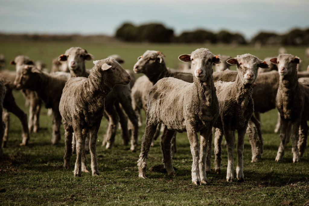 A photo of some freshly shorn sheep on a farm at Woodside