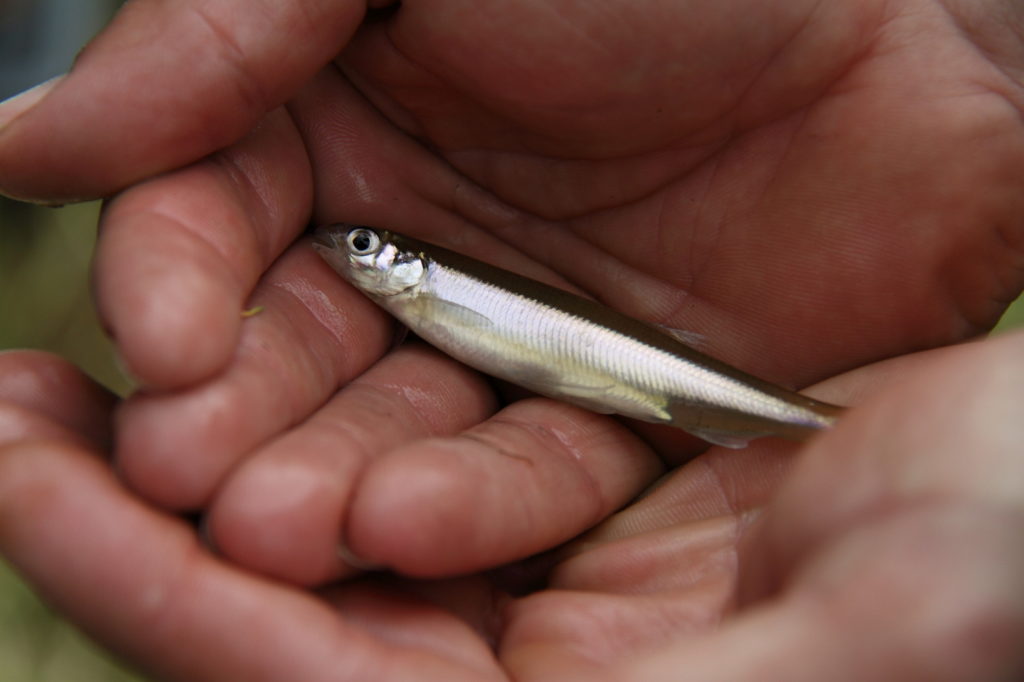 A photo of a small grayling in the palm of a humans hands